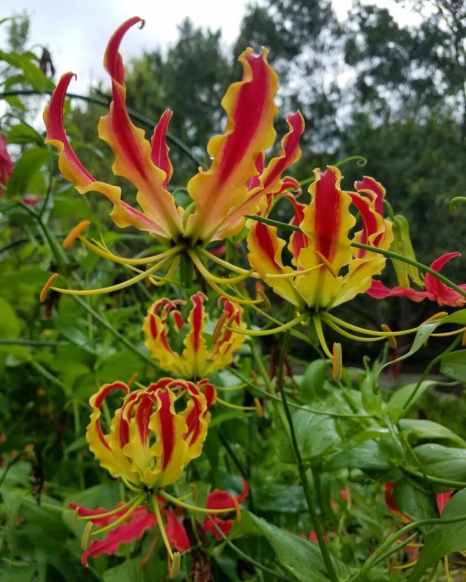 Глориоза ротшильда цветок. Глориоза ротшильда цветок. Цветы глориоза великолепная. Глориоза. Глориоза ротшильда цветок.