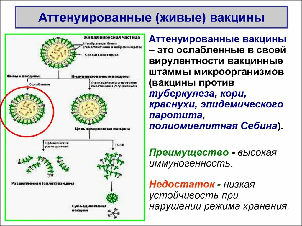 Живая вакцина иммунитет. Аттенуированные вакцины примеры. Живые вирусные вакцины. Живая аттенуированная вакцина. Инактивированные бактериальные вакцины.