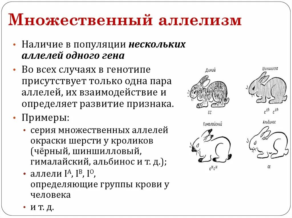 Доминантные признаки мыши. Множественный аллелизм наследование. Аллельные гены. Множественный аллелизм. Множественный аллелизм генетика. Причины возникновения множественного аллелизма.