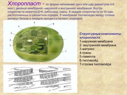 Хлоропласты функции