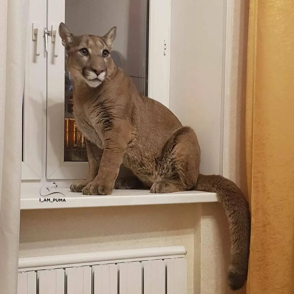 Какую кошку лучше завести в квартире