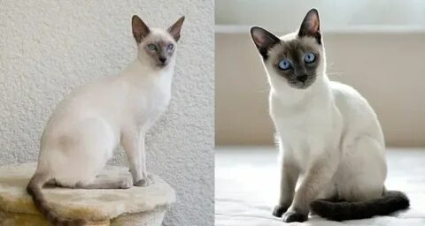 Сиам мысықтары Википедия