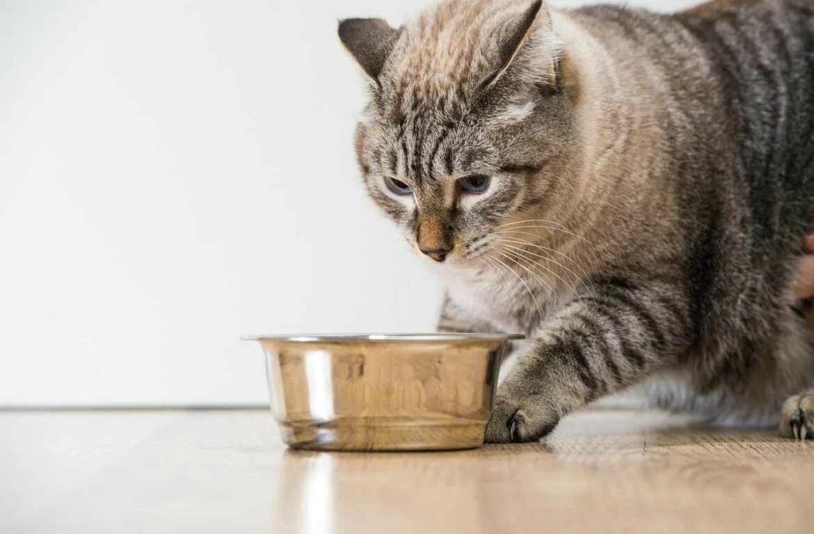Отказ от еды у кошек. Миска для кота. Котик с миской. Кошка ест корм из миски. Кот около миски.