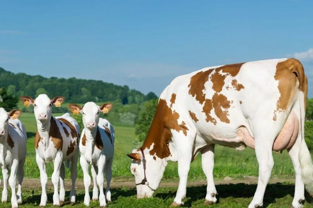 Какая есть корова