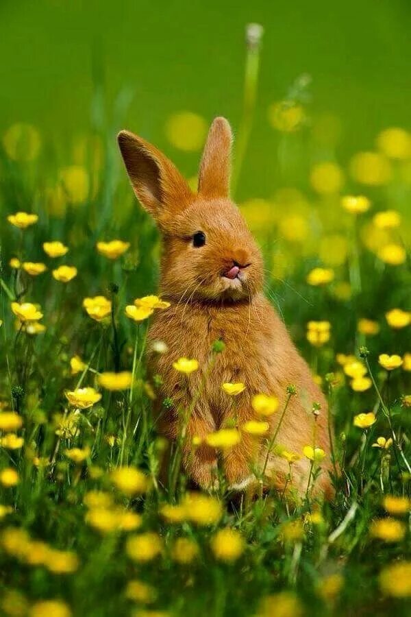 Spring animals. Spring animals
