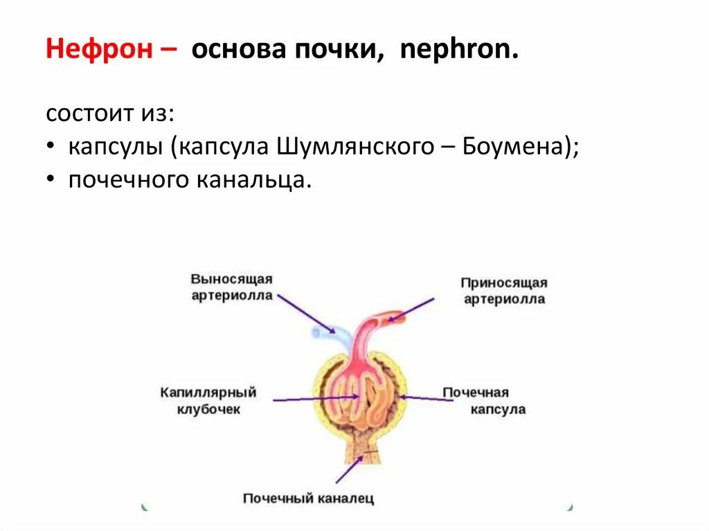 Функция капсулы нефрона. Строение капсулы боумена-шумлянского. капсула боумена-шумлянского функции. выделительная система нефрон. клетки капсулы шумлянского боумена.