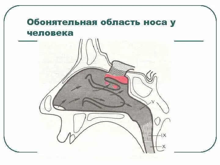 Обонятельная зона расположена. Обонятельная часть слизистой оболочки носа. Обонятельная и дыхательная области носовой полости. Обонятельная зона полости носа. Носовая полость дыхательная область.