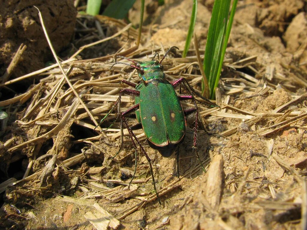 Скакун полевой Cicindela Campestris. Жук скакун полевой зеленый. Жук скакун с зелёной головой. Жуки-скакуны степи.