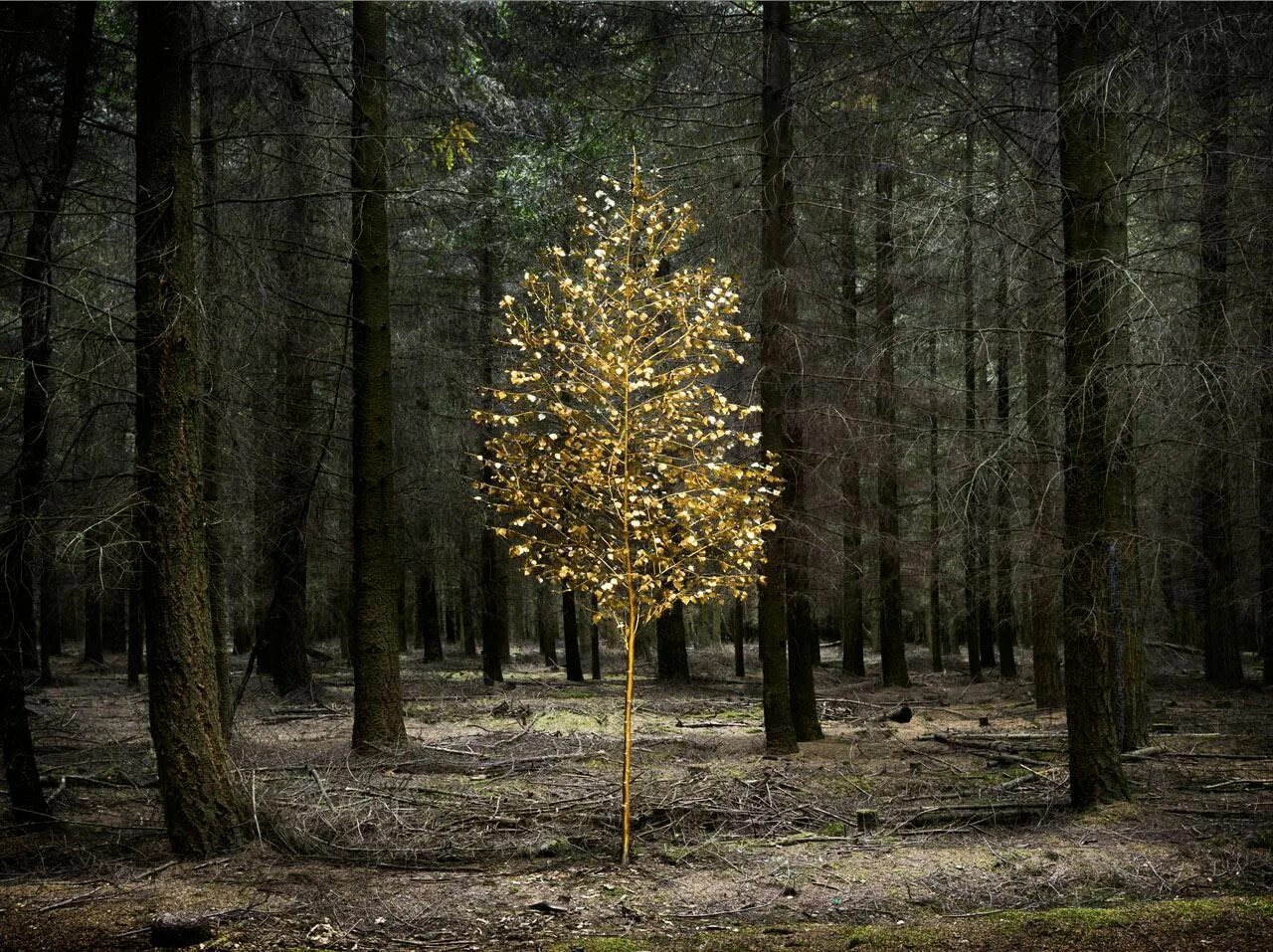 Загадочное дерево. Элли Дэвис ленд-арт. Таинственное дерево. Золотистое дерево.