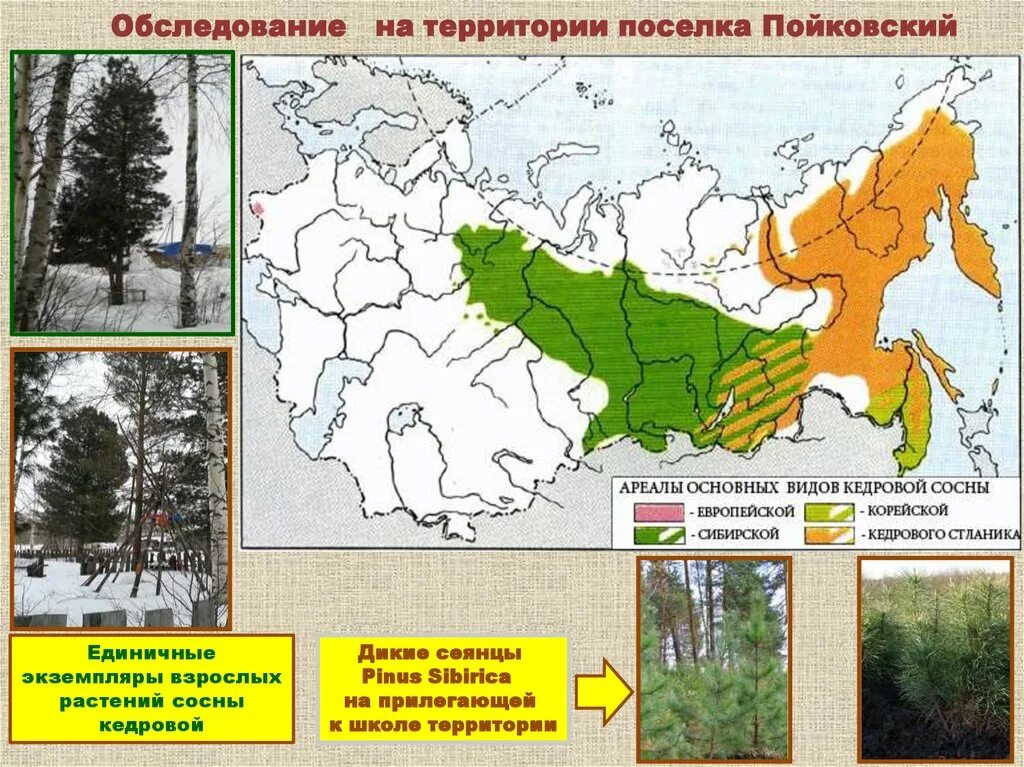 Лиственница сибирская ареал. Pinus sibirica ареал. Сосна Кедровая ареал. Сосна Кедровая Сибирская ареал. Карта распространения кедра Сибирского.