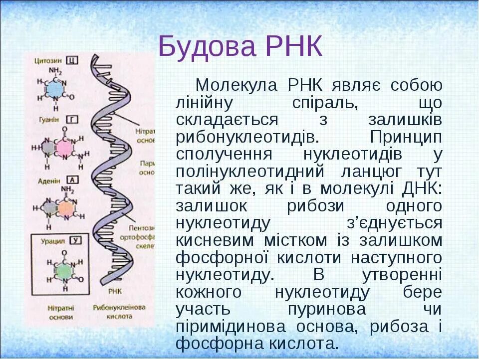 Описание молекул рнк. Ланцюг ДНК. ДНК РНК урацил. РНК участвует в. У молекулі РНК кількість ланцюгів становить.