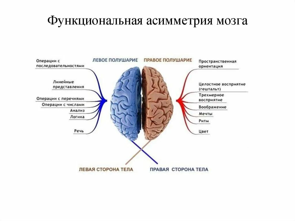 Ведомое полушарие. Теория функциональной асимметрии полушарий. Основные функции полушарий. Функции асимметрия больших полушарий головного мозга. Функциональная асимметрия полушарий головного мозга человека..