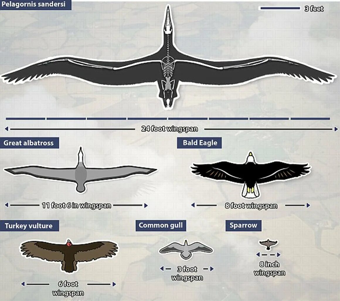 Размеры птиц сравнение. Размах крыльев пелагорнис. Аргентавис и пелагорнис. Аргентавис птица размах крыльев. Самый большой размах крыльев у птиц.