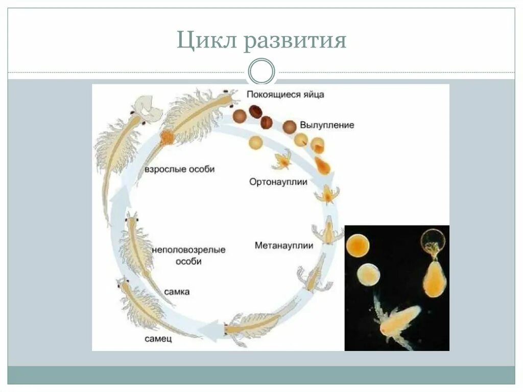 Стадии жизненного цикла цисты