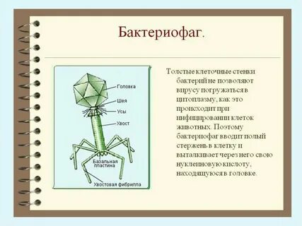 Бактериофаги что это простыми словами