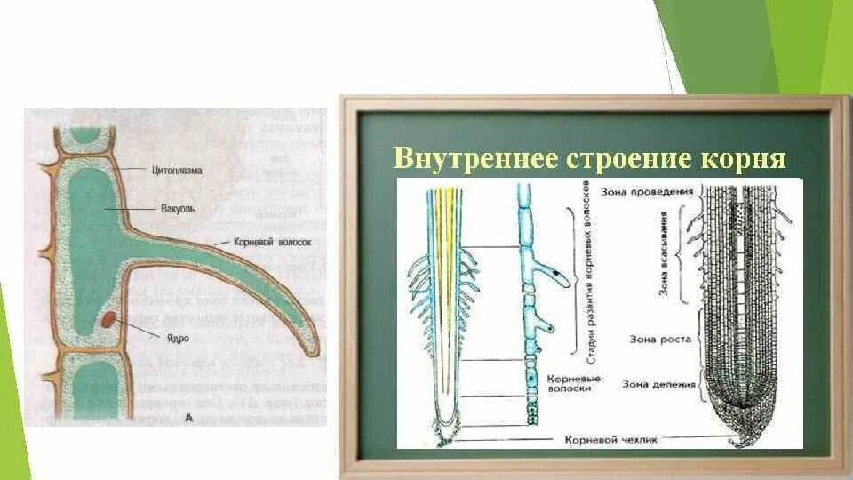 Корневые волоски 6 класс биология. Строение клеток корневого волоска. Биология строение корневые волосики. Корневые волоски у растений.