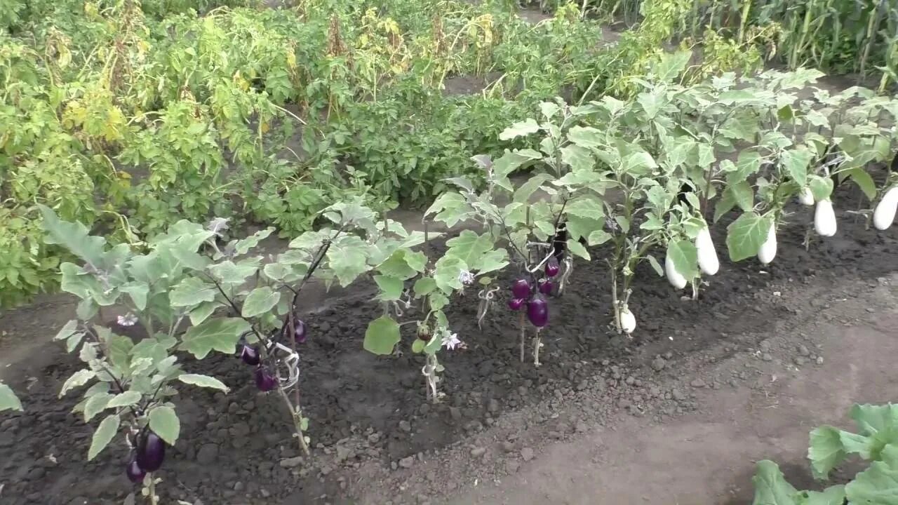 Баклажаны на грядке. Баклажан куст. Грядка для баклажанов в открытом грунте. Рассада баклажан на грядке. Правильная посадка баклажан