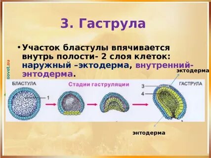 Бластула представляет собой личинку зародыш клетку