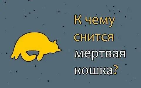 К чему снится дохлая кошка во сне. К чему снится дохлая кошка во сне
