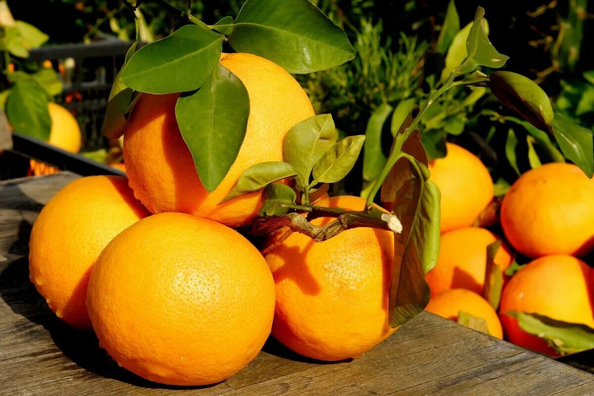 шкурка апельсина. апельсиновая корка текстура. апельсин navel. кожура апельсина текстура. корка апельсина.