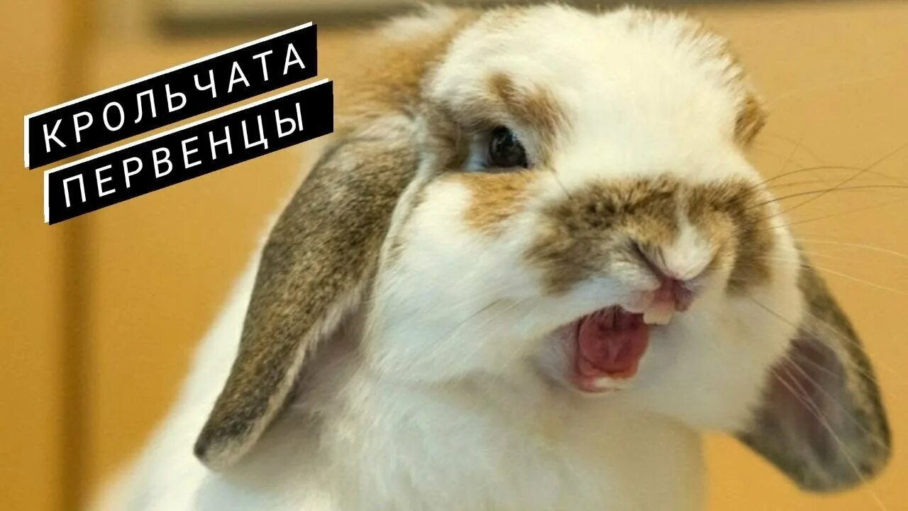 Кролики кусаются. Кусаются домашние кролики. Декоративные кролики кусаются. Кролики кусаются. Кафе с кроликами.
