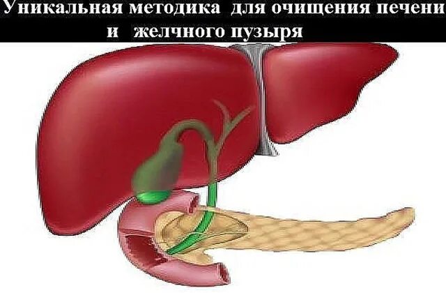 Область печени и желчного пузыря