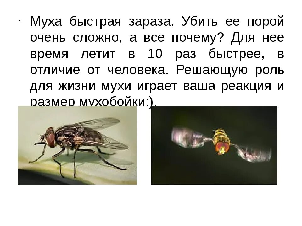 Почему появилась муха. Муха. Скорость мухи. Муха летает. Скорость полета мухи.