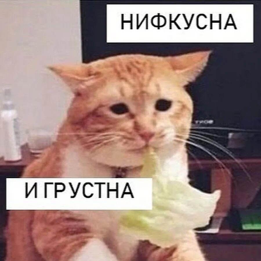 Невкусно ни мне ни тебе. Невкусна и грустна. невкусно и грустно. невкусно и грустно мем. не вкусна и грустна кот.