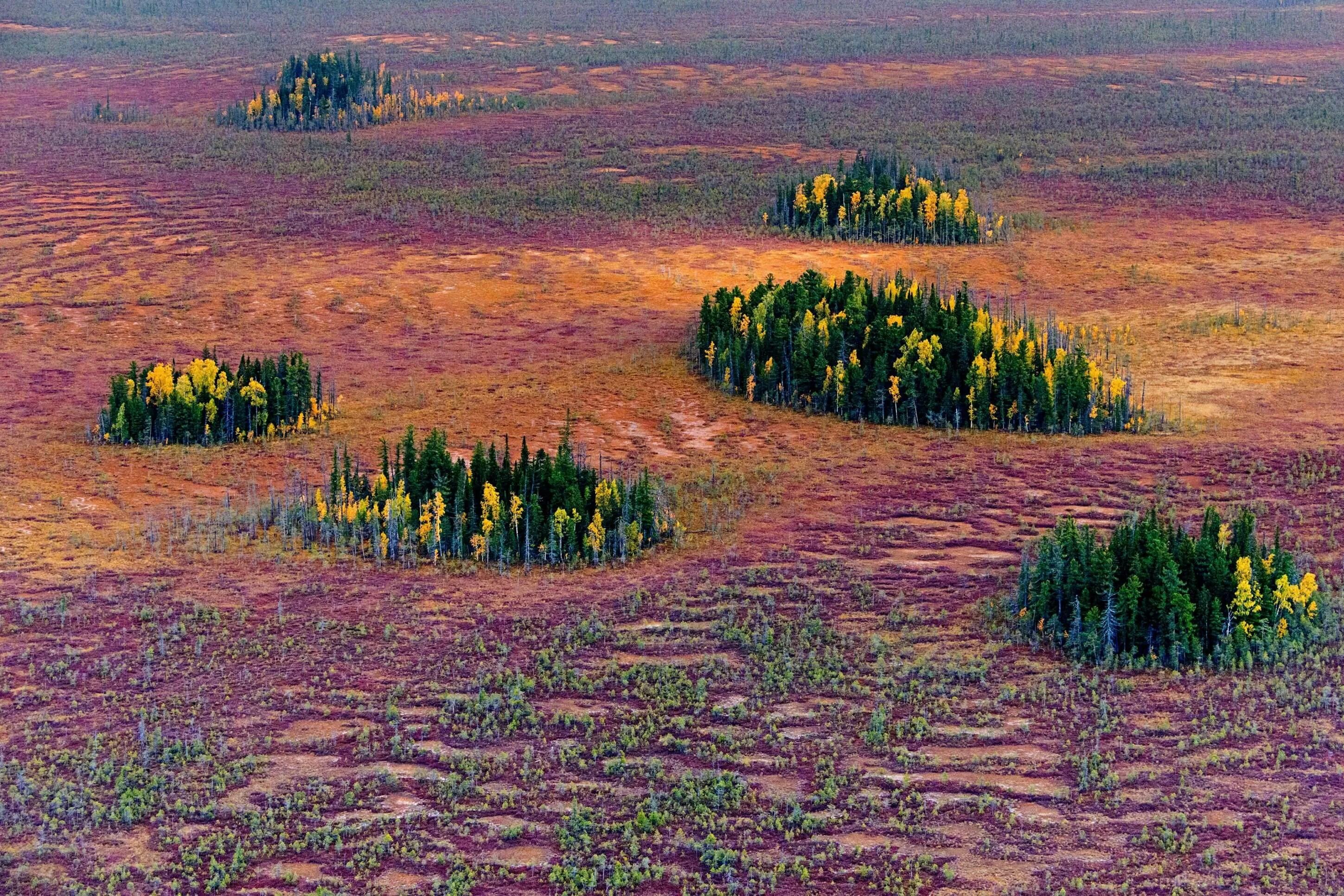 Типы почв тайга и степь. Южная кустарниковая тундра. Тундра Западно-сибирской равнины. Тазовская тундра. Растительность тайги Западной Сибири.