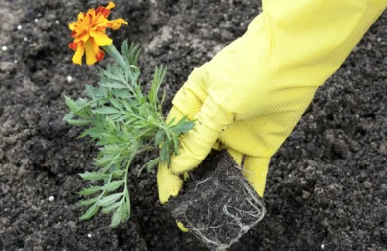 Рассада бархатцев календулы. Посадка бархатцев. Посадка бархатцев. Бархатцы антигуа. Бархатцы (кардобенедикт, имеретинский шафран).
