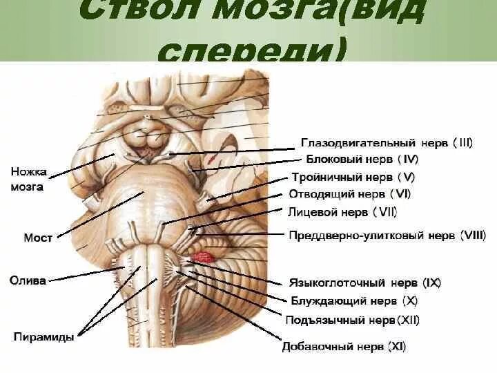 Дорсальная поверхность ствола головного мозга. Ствол мозга строение анатомия. Ствол мозга это продолговатый мозг. Топография и компоненты и внешнее строение ствола головного мозга. Правильная последовательность расположения отделов ствола головного мозга