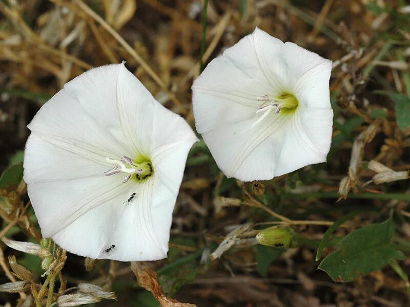 Березка полевая. Вьюнок полевой (Convolvulus arvensis). Вьюнок полевой (Convōlvulus arvēnsis). Вьюнок Березка. Вьюнок полевой Березка.