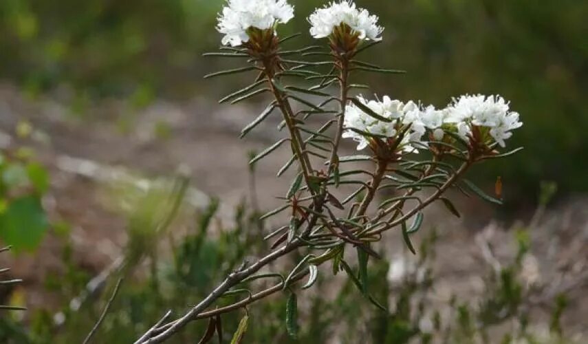 Багульник болотный. Багульник болотистый. Багульник (Ledum palustre). 1. Ledum palustre- багульник болотный. Трава багульника болотного