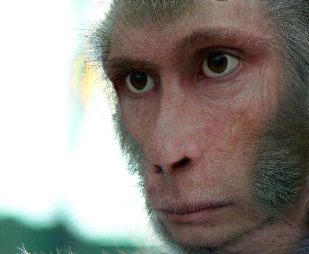Глупая обезьяна. Обезьяна похожая на человека. Лицо обезьяны.