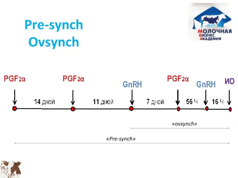 Synch api. Овсинх для коров схема синхронизации. Дабл Овсинх. Синхронизация Овсинх. Дабл Овсинг схема синхронизации.