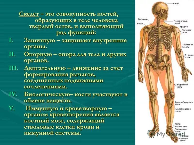 Какую функцию выполняют кости человека