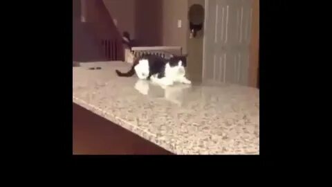 Бегающий экран для котят