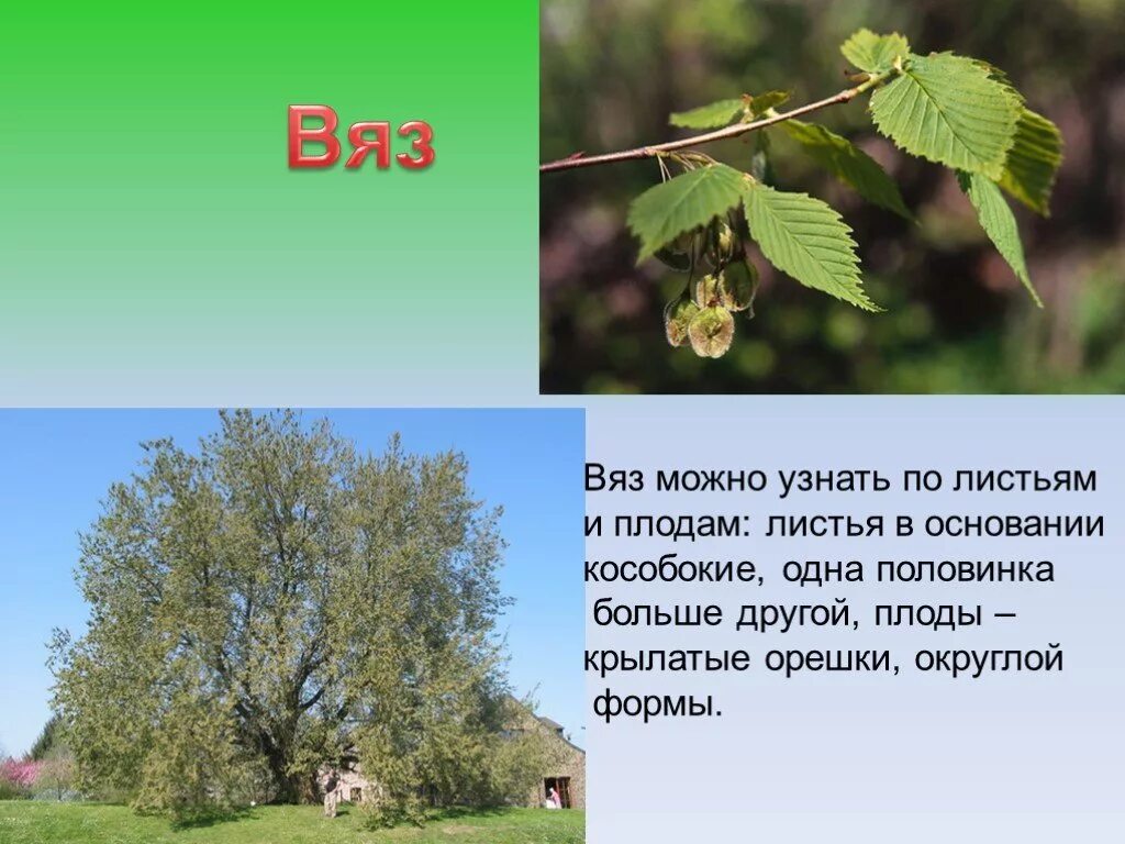 Листья деревьев рассказ. Вяз дерево описание. карагач дерево описание. вяз листья и плоды. вяз фото и описание.