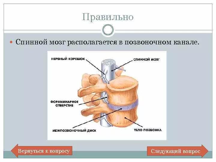 Спинной мозг в позвоночном канале рисунок. Спиной мзг в позвлночном каеале. Спиной мозг в позвоночьном канале. Рисунок строение спинного мозга в позвоночном канале.