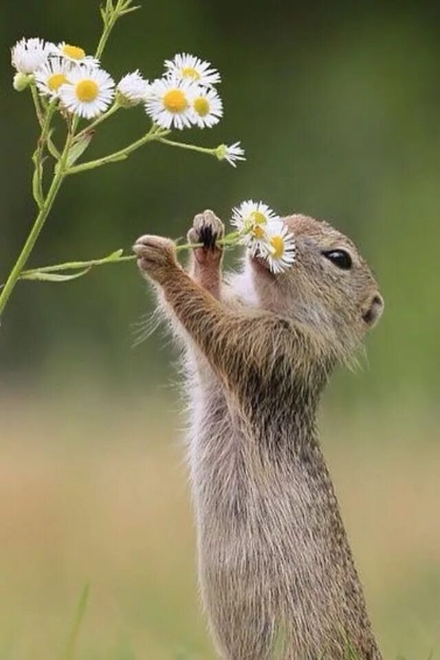 Spring animals