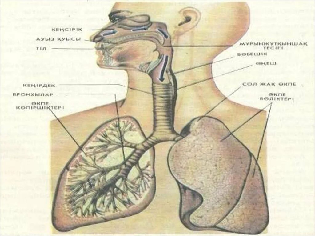 Тыныс алу жүйесінің. Тыныс алу мүшелері презентация. Niysi. Картинка тыныс алу мүшесі.
