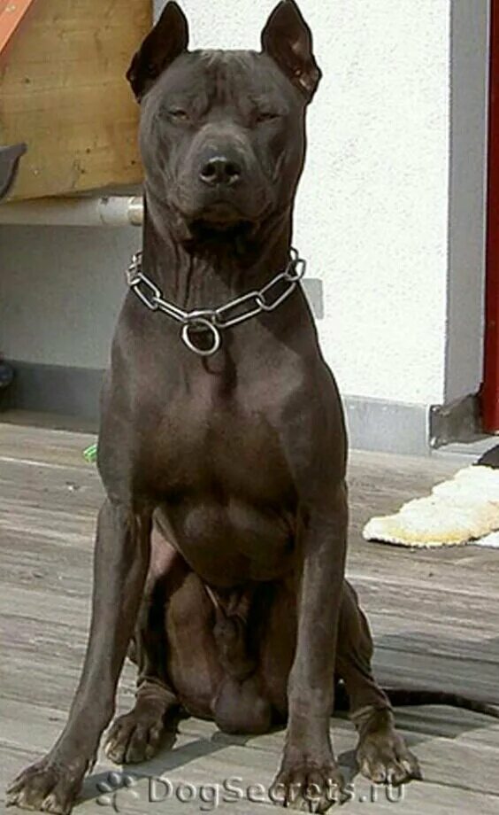 Тайский риджбек собака. Родезийский риджбек (rhodesian ridgeback). Родезийский риджбек. Родезийский риджбек. Риджбек собака родезийский.