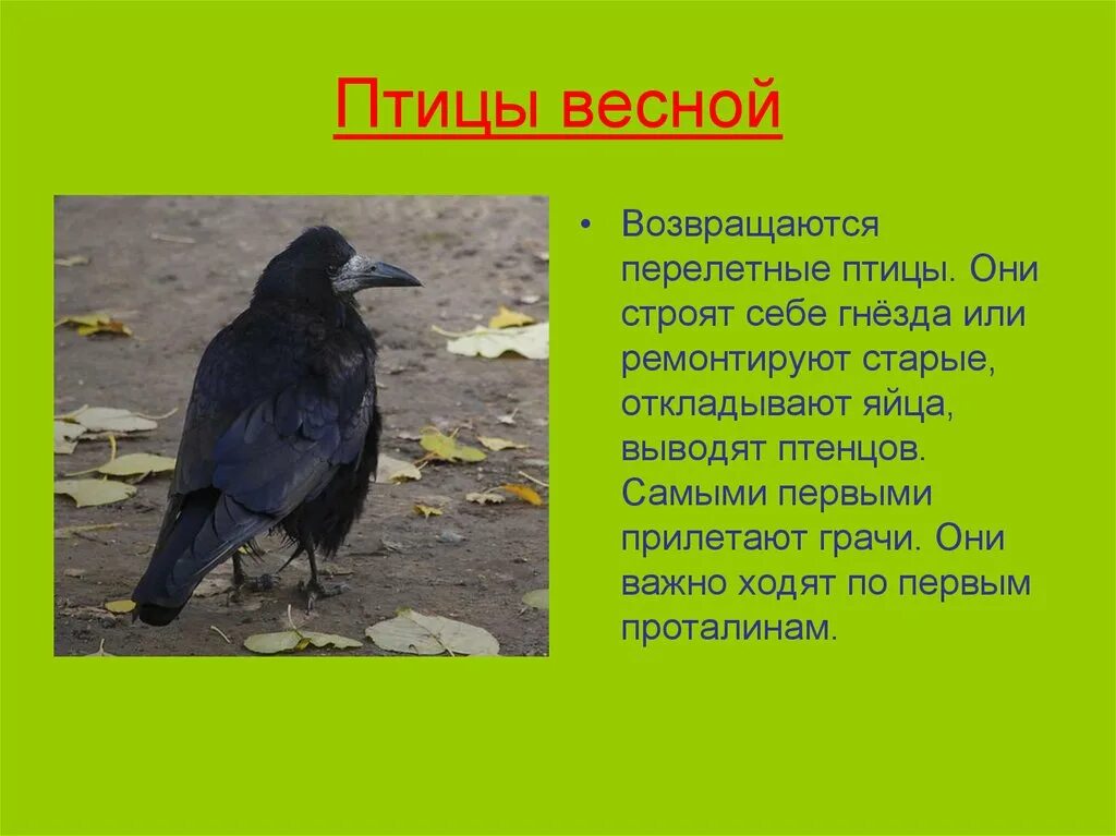 2 предложения о грачах. Самые первые птицы которые прилетают весной. Птицы которые возвращаются весной. Какие птицы возвращаются весной. Грачи прилетают самые первые?.