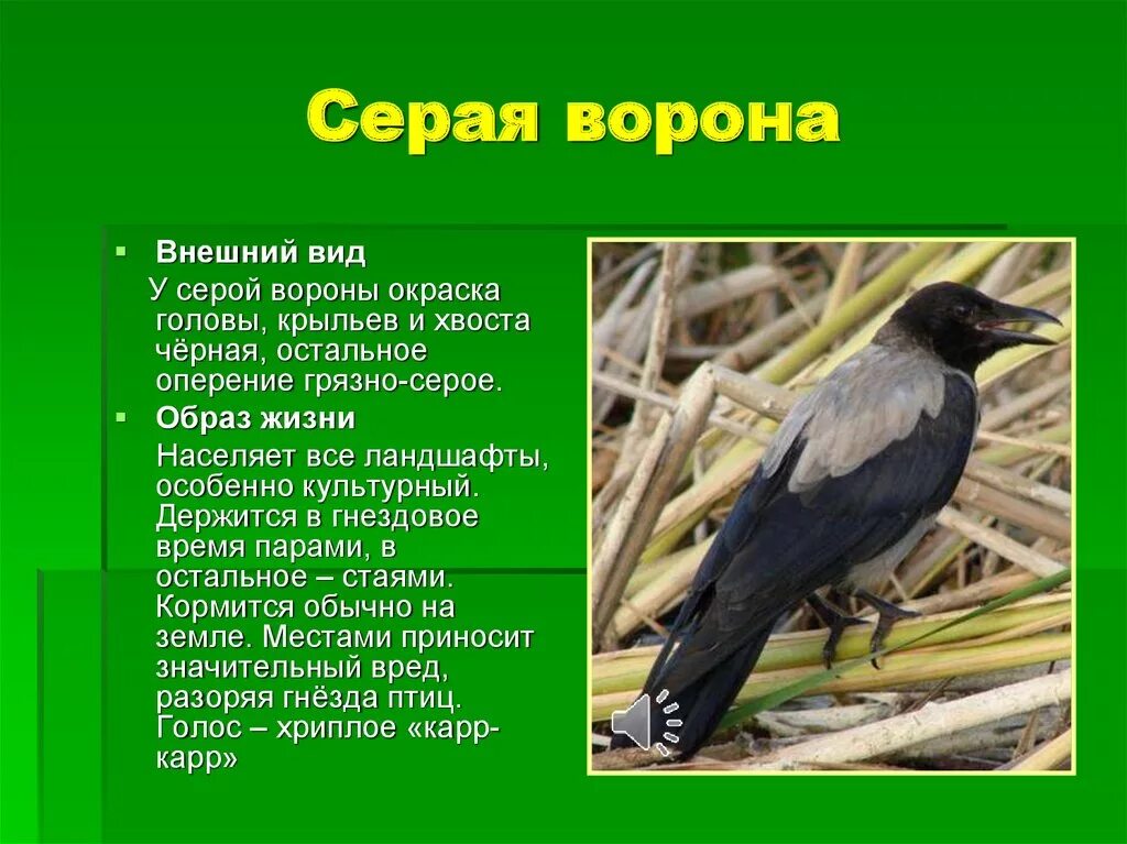 Описание вороны. Ворона описание птицы. Внешний вид вороны описание. Сообщение о вороне.