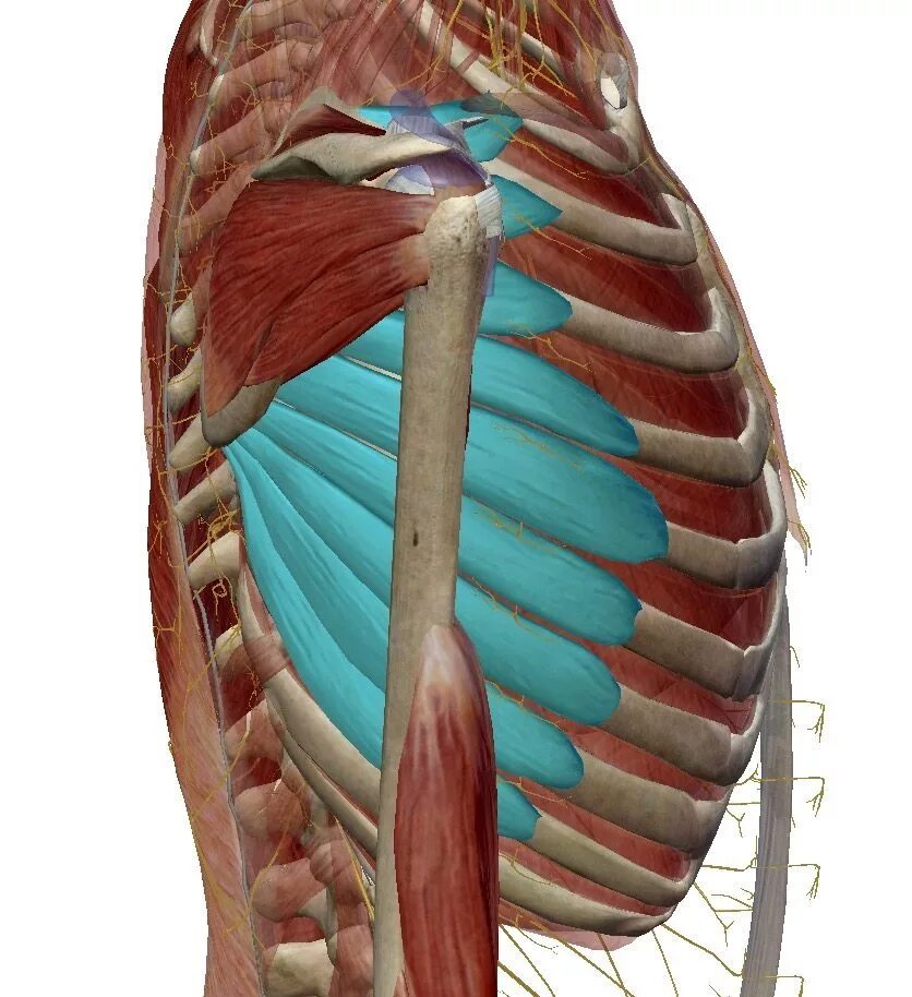 Три диафрагмы у человека. Serratus anterior мышца. Serratus anterior мышца анатомия. Мускулюс serratus anterior. Передняя зубчатая мышца m. serratus.