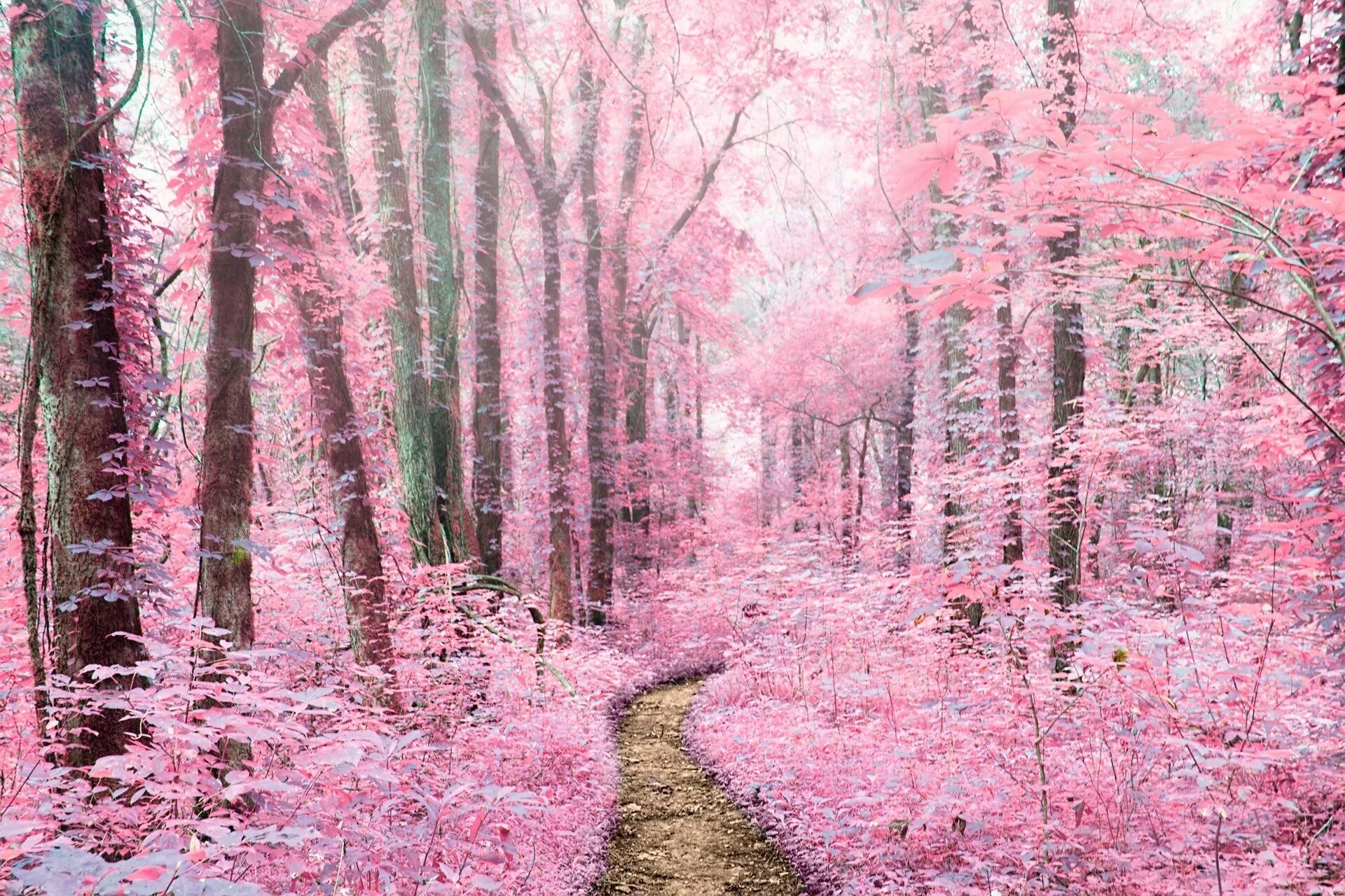 Розовый цветок в лесу. Розовый лес. Розовый лес цвет. Лес в розовых тонах. Розовая природа.