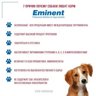 Почему нравятся собаки