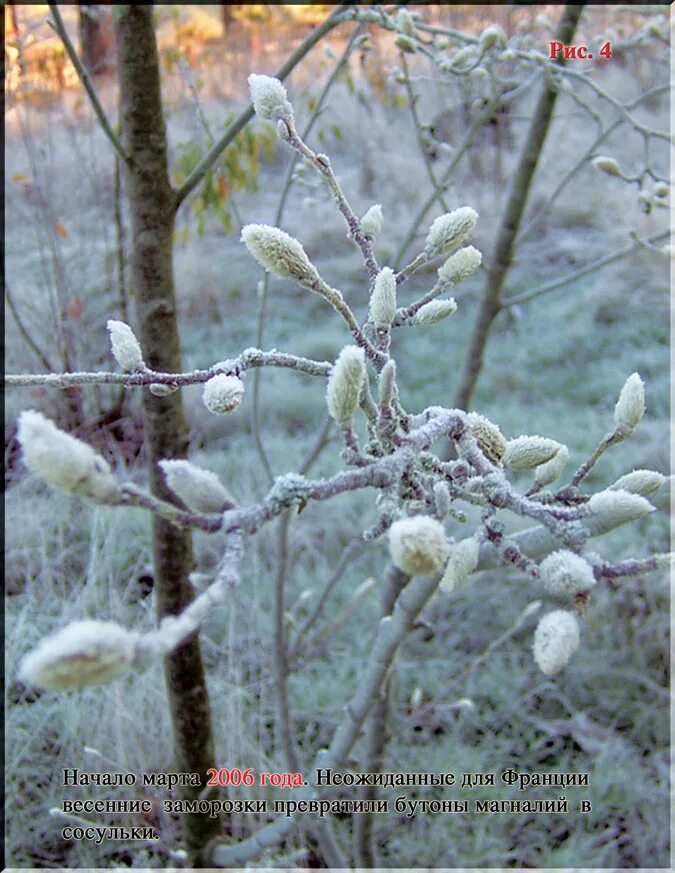 Весенние заморозки. Р-весенние заморозки. Весенние заморозки фото. Пины и весенние заморозки.