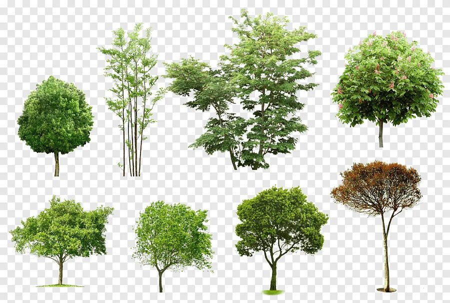 Checked trees