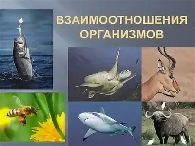 Взаимоотношений животных в природе. Формы взаимоотношений животных. Виды взаимодействия между организмами. Формы взаимоотношений между животными.